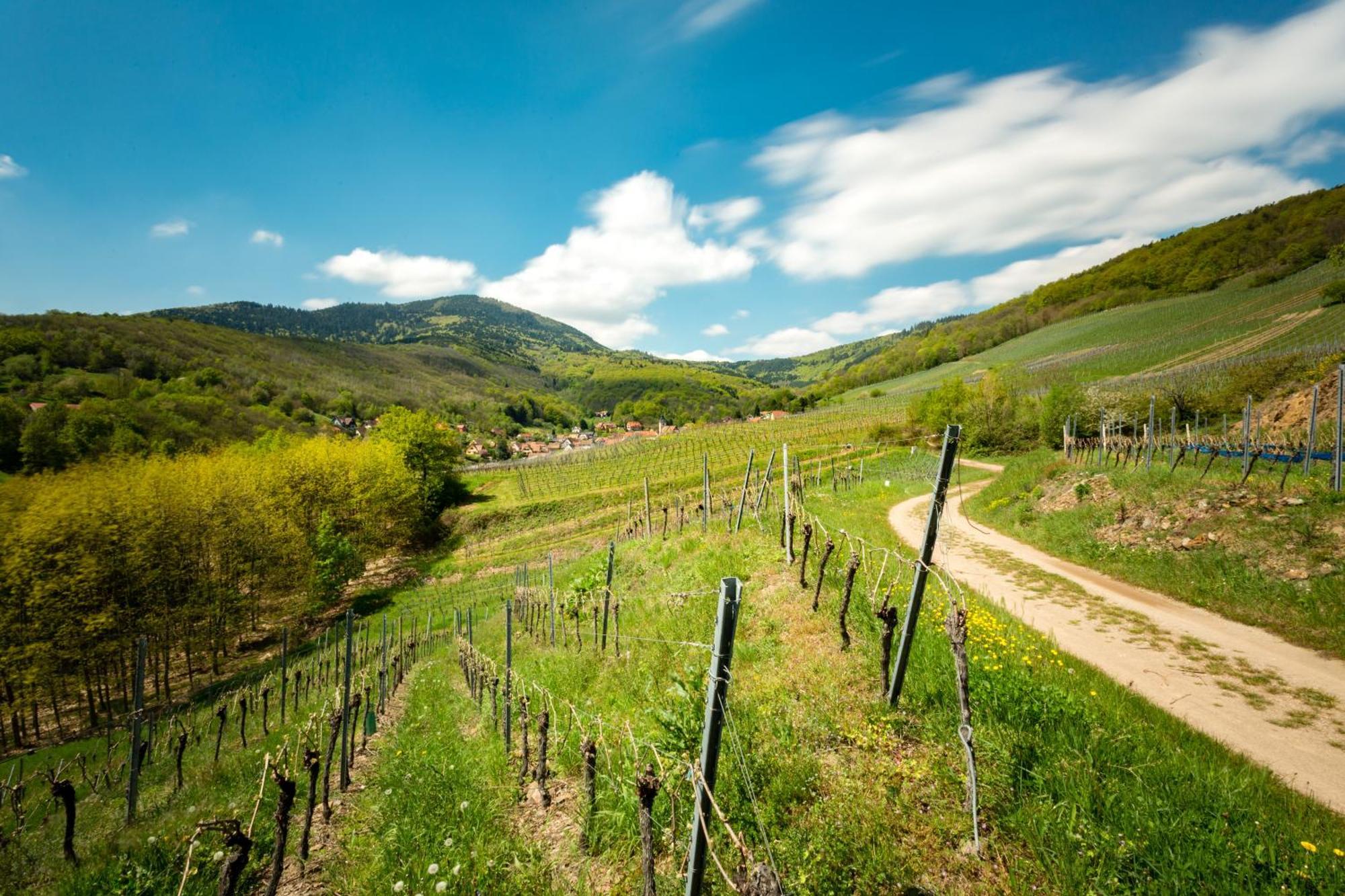 Chambre Du Vigneron - Domaine Leon Bleesz Reichsfeld Exteriör bild