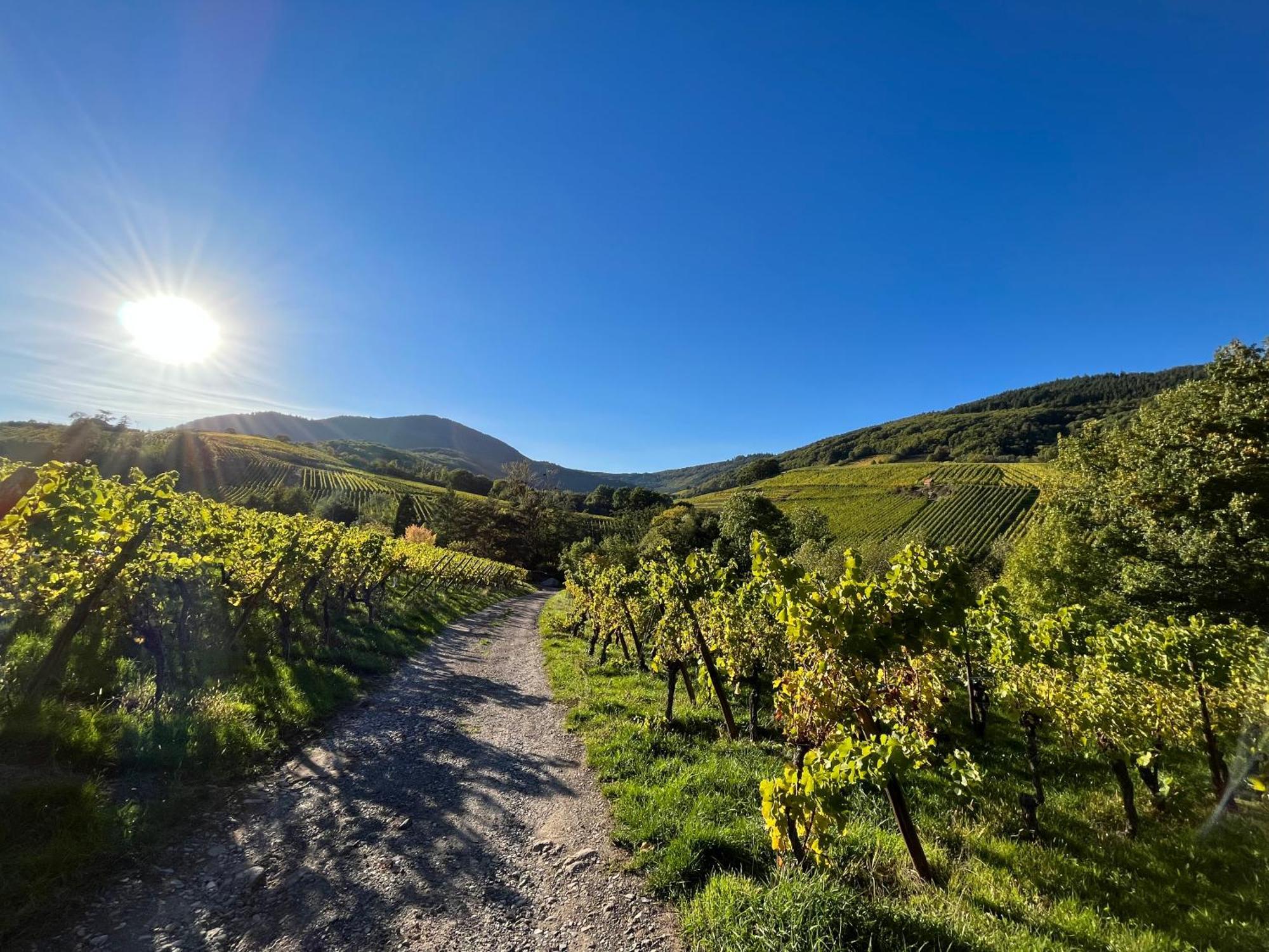 Chambre Du Vigneron - Domaine Leon Bleesz Reichsfeld Exteriör bild