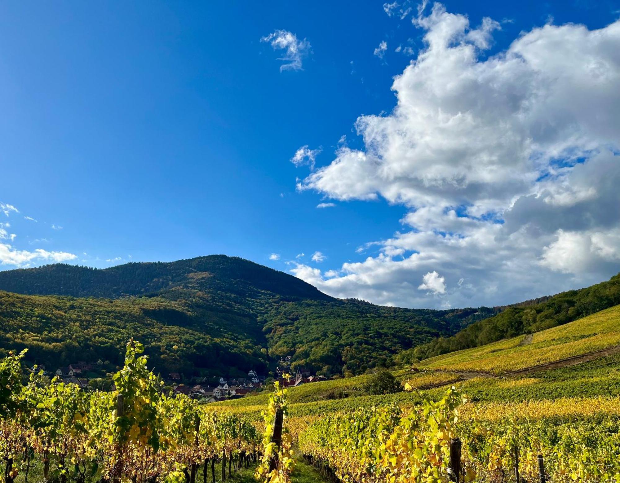 Chambre Du Vigneron - Domaine Leon Bleesz Reichsfeld Exteriör bild