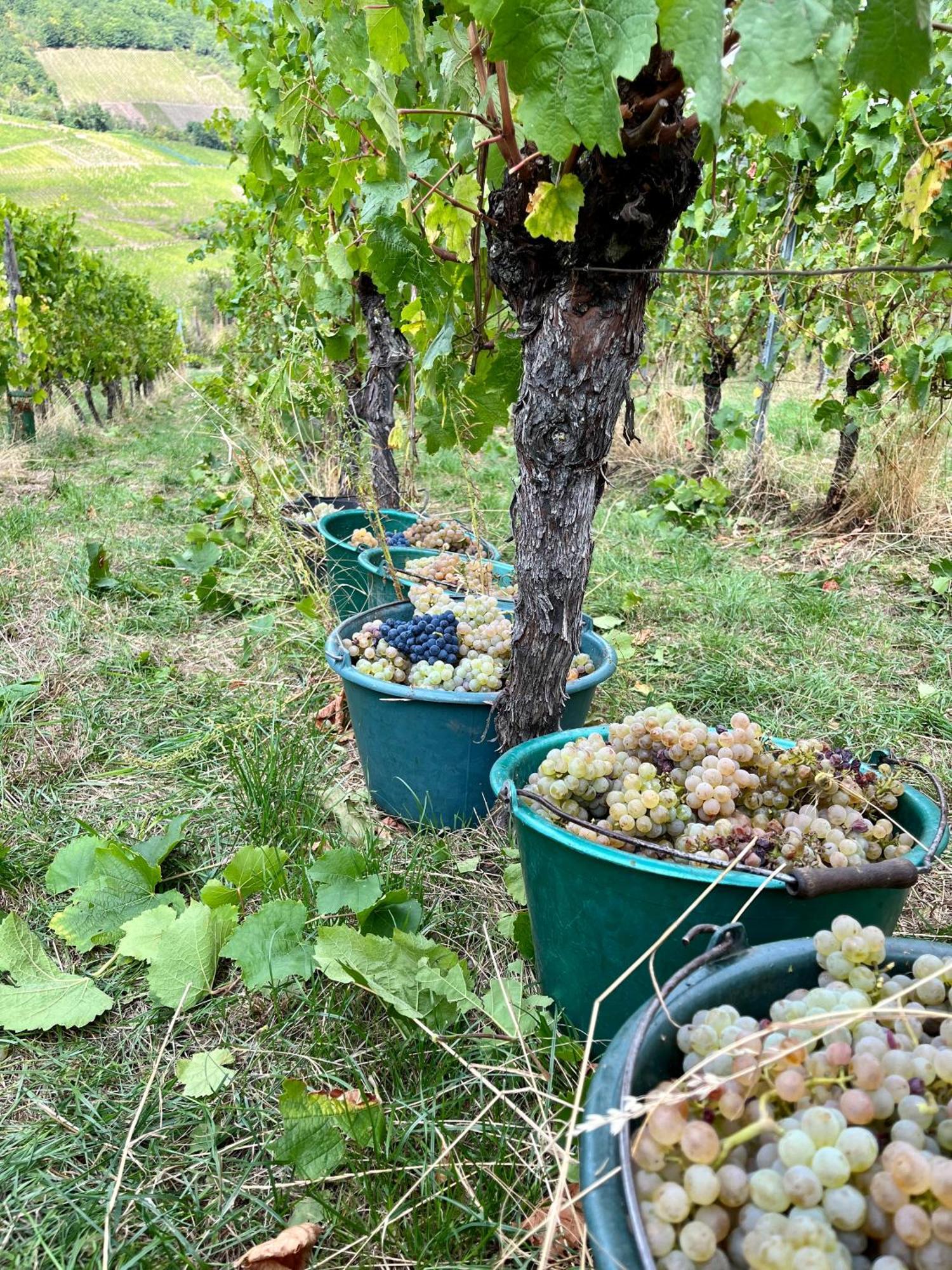 Chambre Du Vigneron - Domaine Leon Bleesz Reichsfeld Exteriör bild