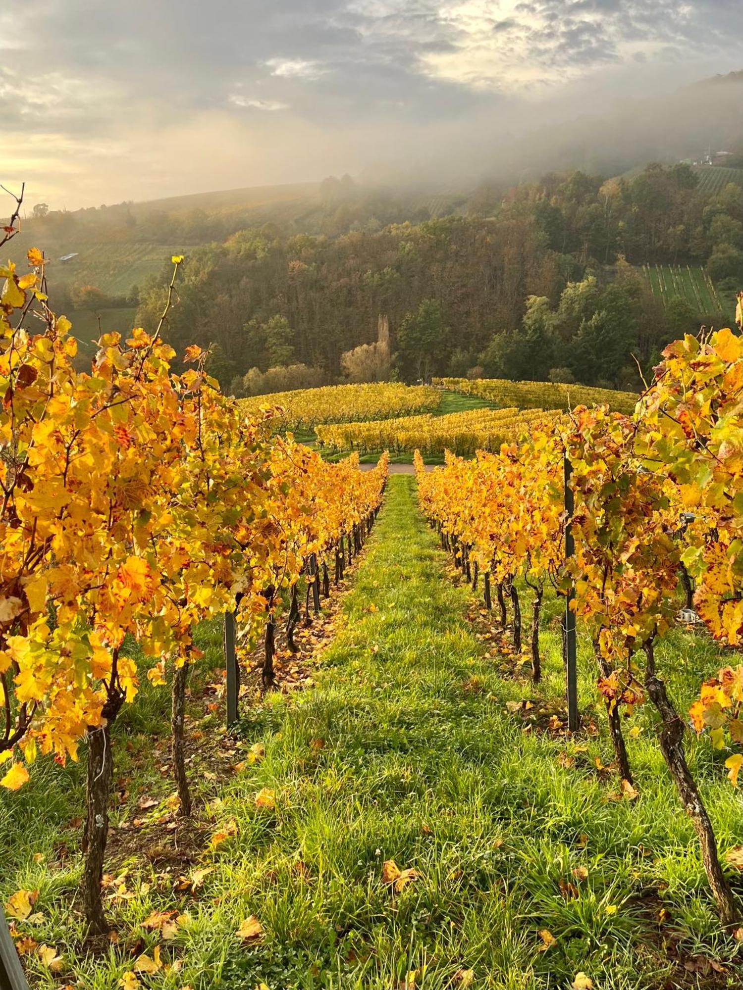 Chambre Du Vigneron - Domaine Leon Bleesz Reichsfeld Exteriör bild